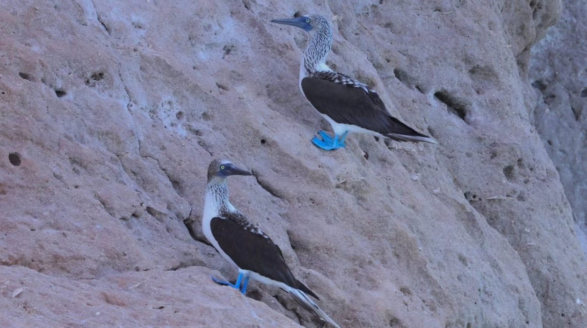 Bobos de patas azules posados en los acantilados de Isla Coronado, Loreto